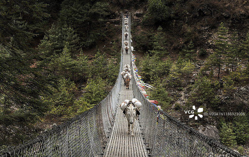 尼泊尔法克丁吊桥上运送物资的驴子图片素材