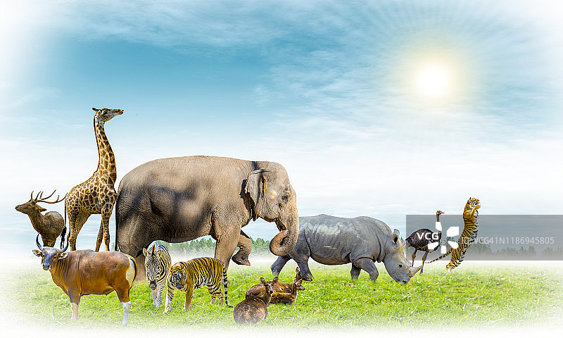 世界野生动植物日：受到人类威胁的野生动物家园（保护野生动物）图片素材