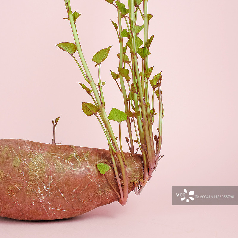 发芽的红薯图片素材