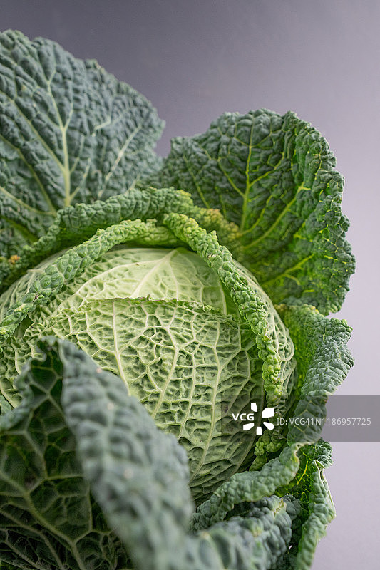 皱叶甘蓝图片素材