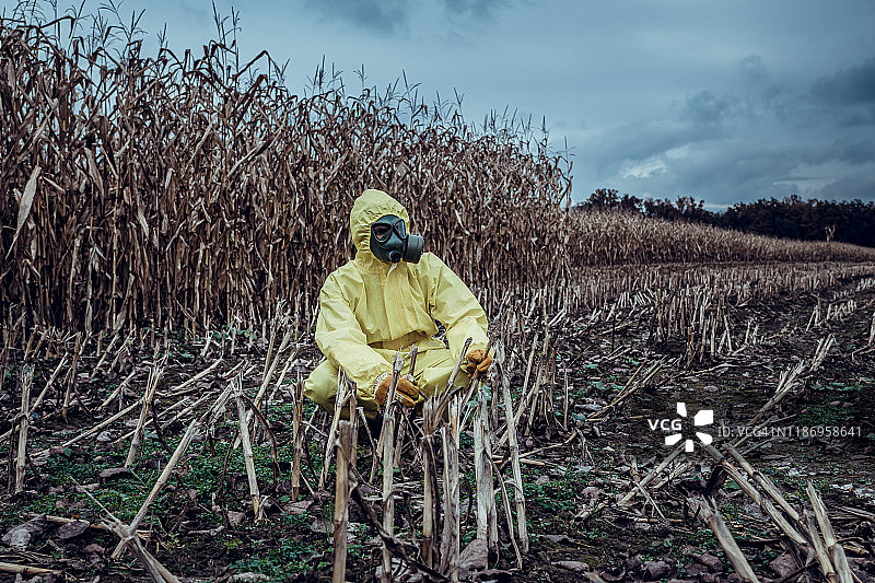 遭受干旱破坏的玉米地图片素材