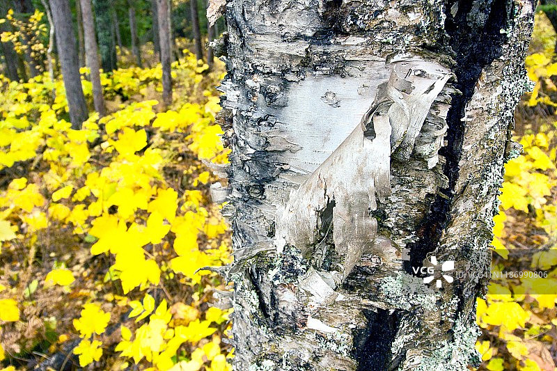 秋季脱皮的桦树皮特写图片素材