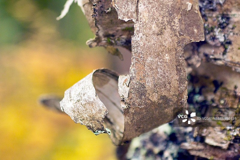 秋季脱皮的桦树皮特写图片素材