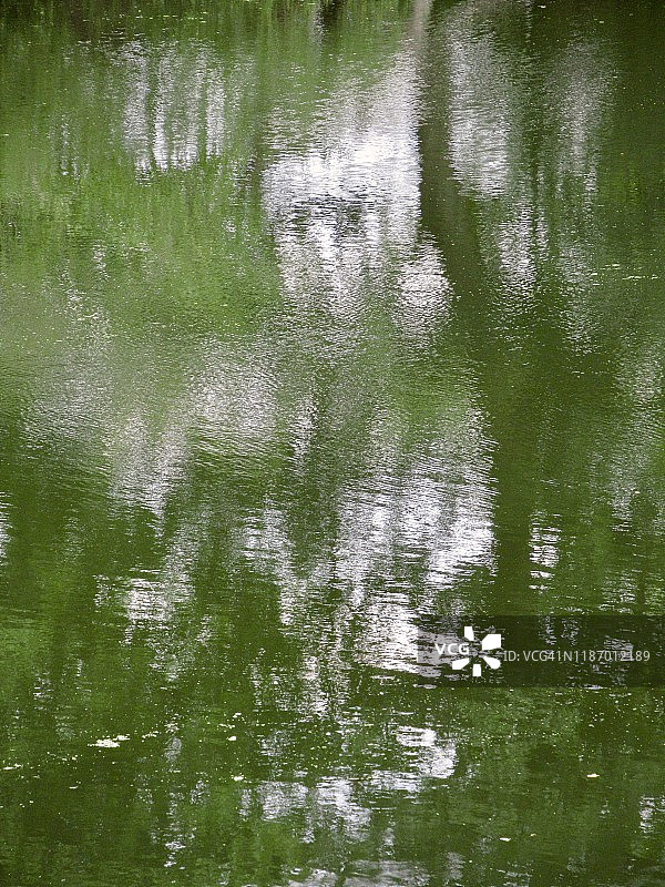 绿叶树木倒映在水面上的自然风光图片素材