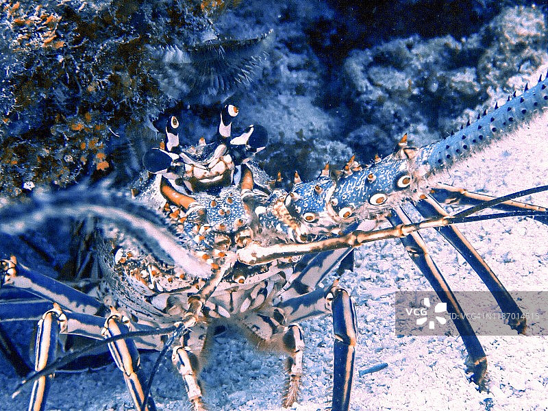 加勒比海刺龙虾，大开曼岛图片素材