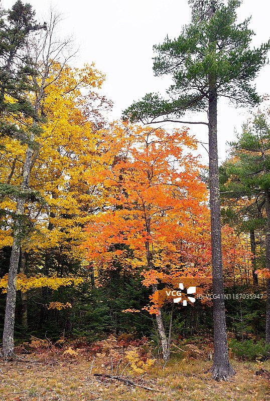 红叶糖槭树苗图片素材
