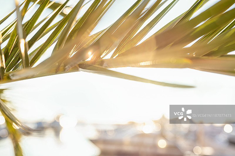 阳光下的棕榈树枝，日落海景背景图片素材