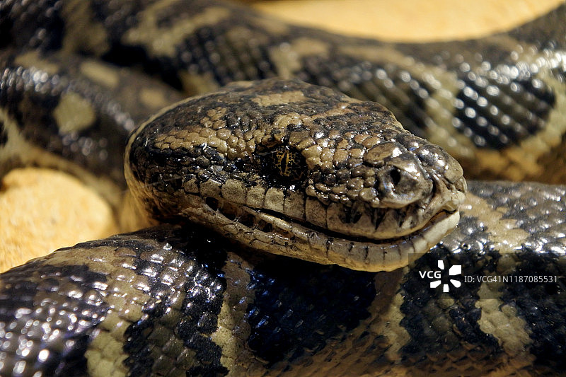 西澳大利亚的地毯蟒图片素材