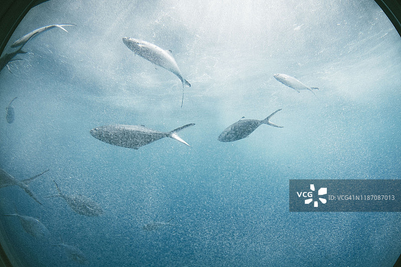 带气泡的鱼图片素材