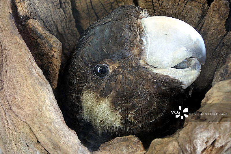 看镜头的黑凤头鹦鹉图片素材