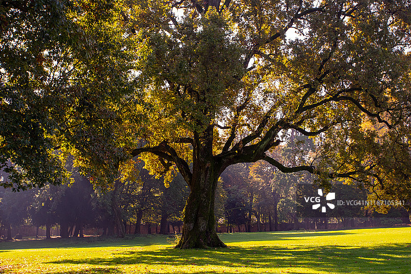 蒙扎公园皇家别墅花园中的大橡树图片素材
