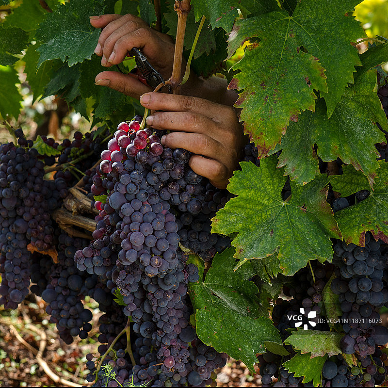 在意大利西西里岛的萨利纳，妇女在葡萄园里采摘红葡萄图片素材