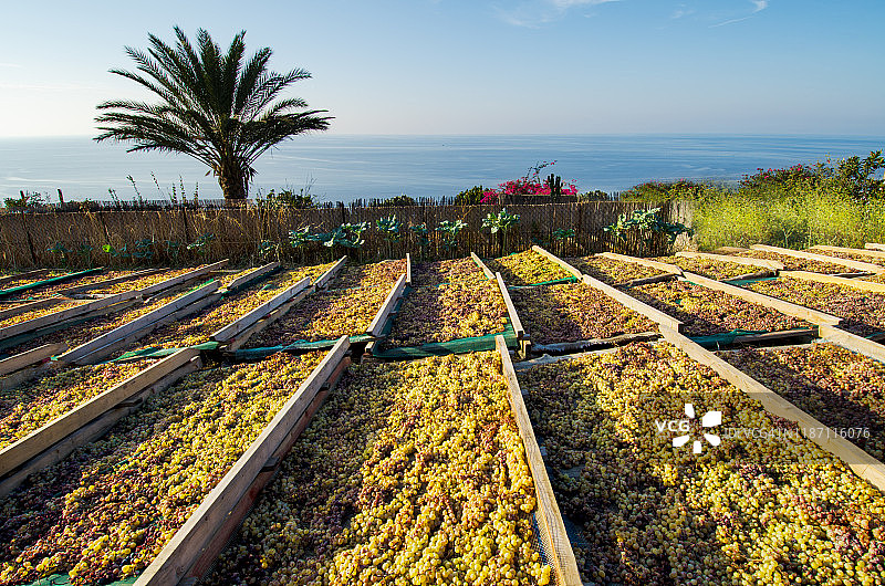 萨利纳岛种植的玛尔维萨白葡萄图片素材