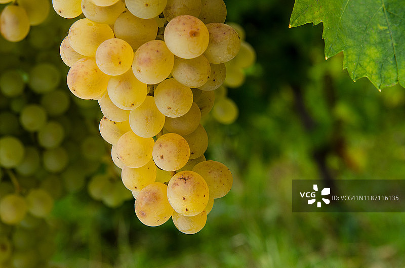 玛尔维萨白葡萄，萨利纳，埃奥利群岛，西西里岛，意大利图片素材