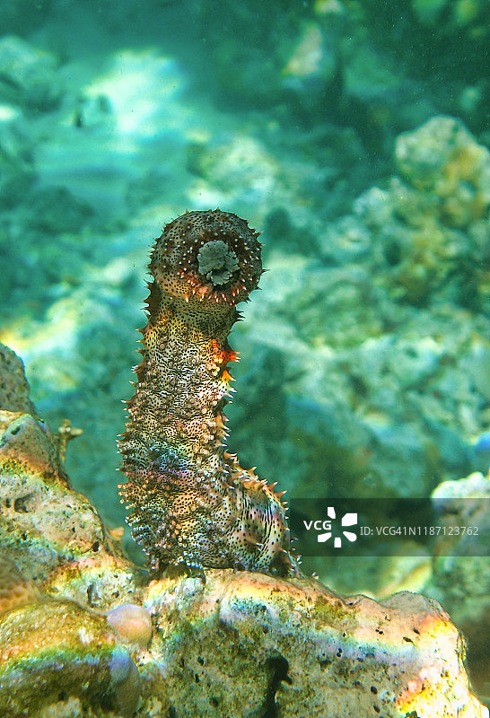 格拉夫海参图片素材