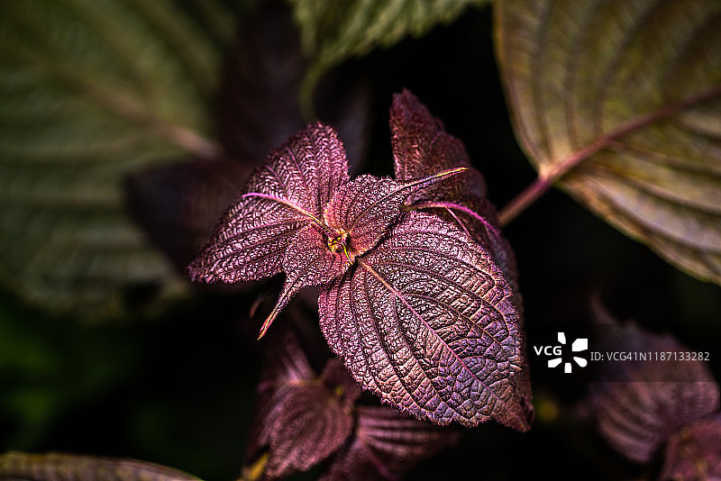 夏季生长的中药材紫苏图片素材