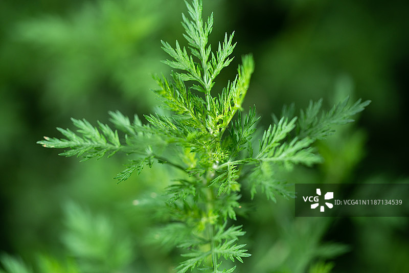 中草药青蒿图片素材