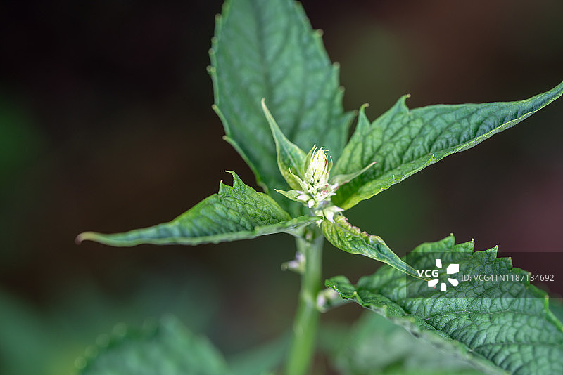 夏季生长的广藿香图片素材