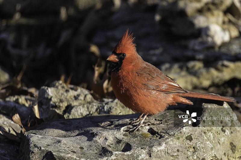 清晨的红色北美红雀（雄性）图片素材