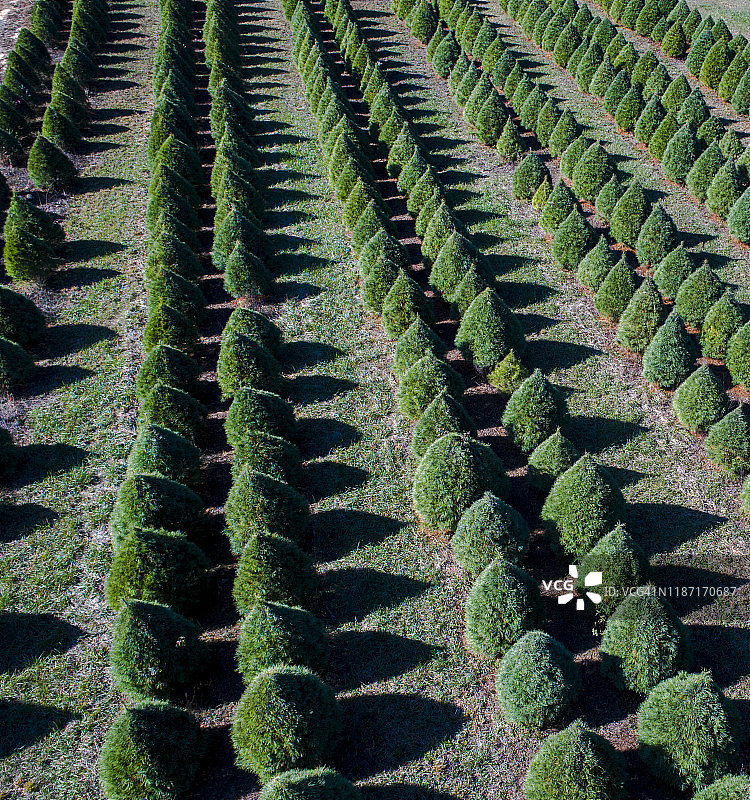 圣诞树图片素材