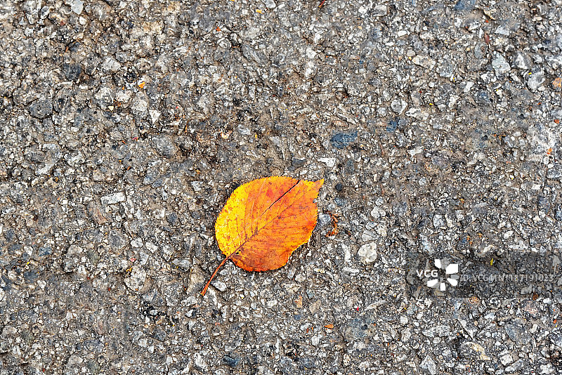 山毛榉树叶图片素材