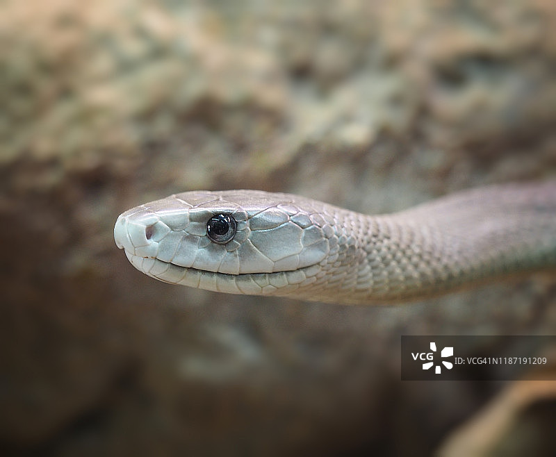 黑曼巴蛇图片素材