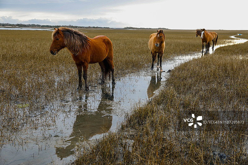 北卡外滩群岛野马图片素材