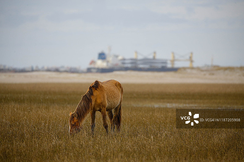 北卡外滩群岛野马图片素材
