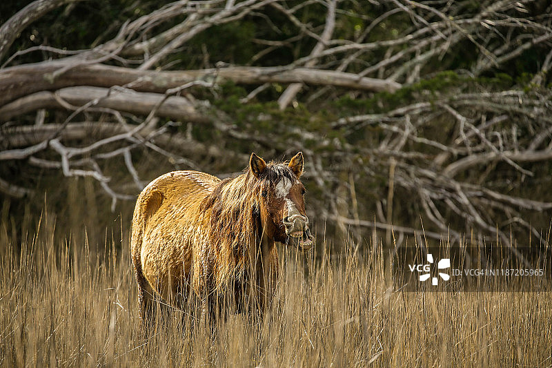 北卡外滩群岛野马图片素材