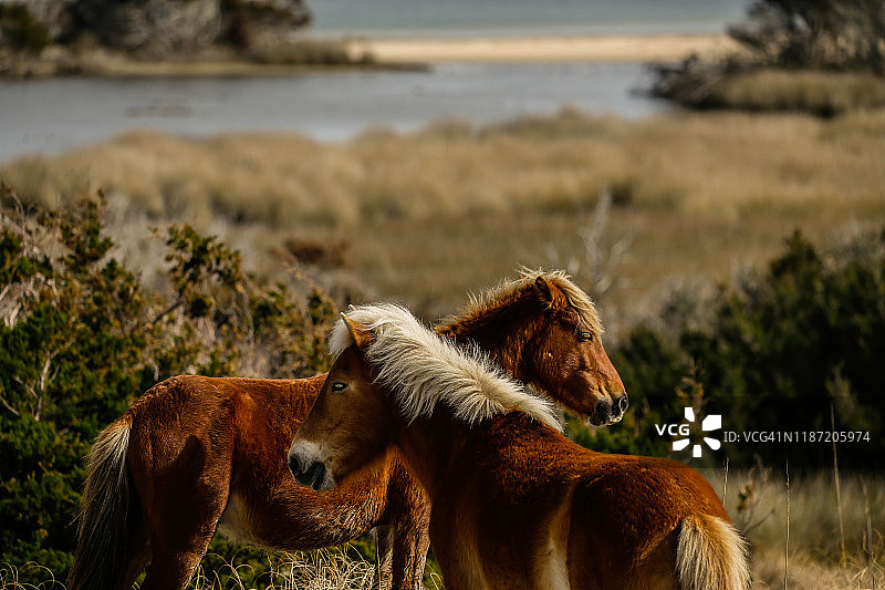 北卡外滩群岛野马图片素材