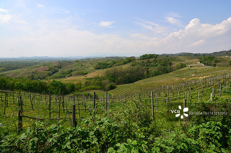 在皮埃蒙特葡萄园图片素材