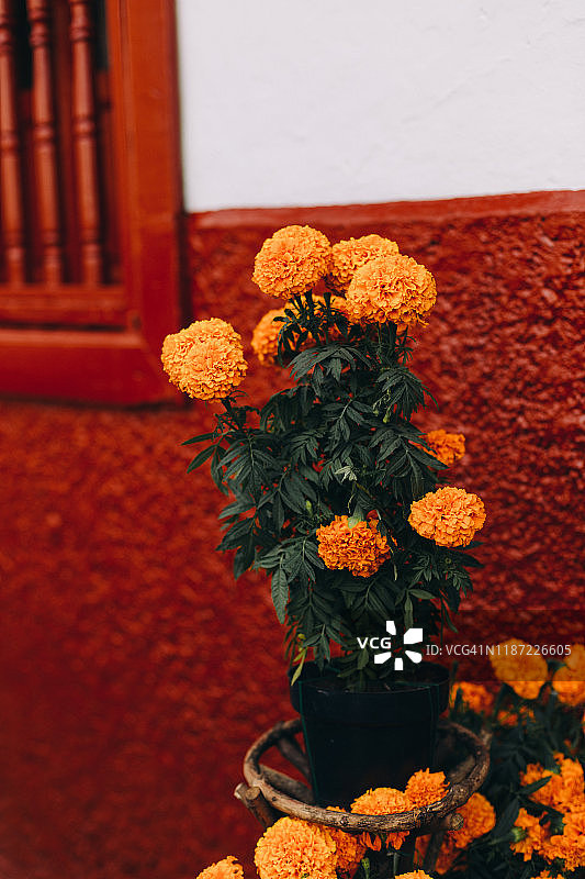 墨西哥帕茨夸罗红白墙前的万寿菊图片素材