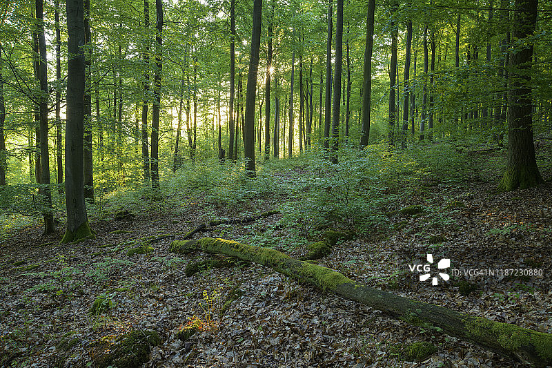 春季日出时分的森林，德国巴伐利亚图片素材
