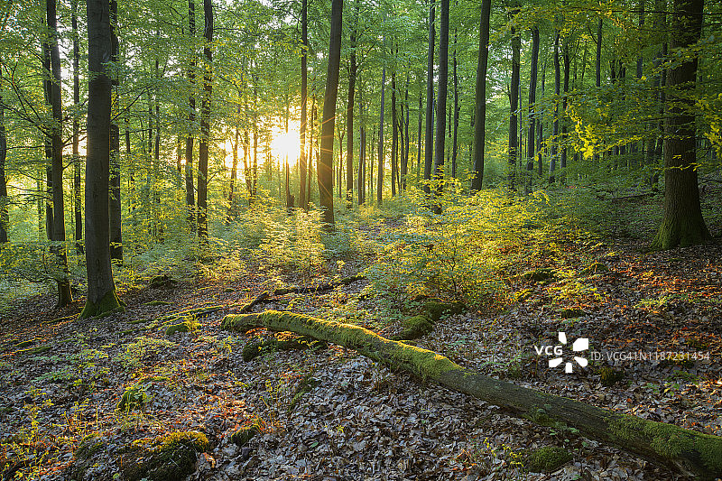 春季日出时分的森林，德国巴伐利亚图片素材