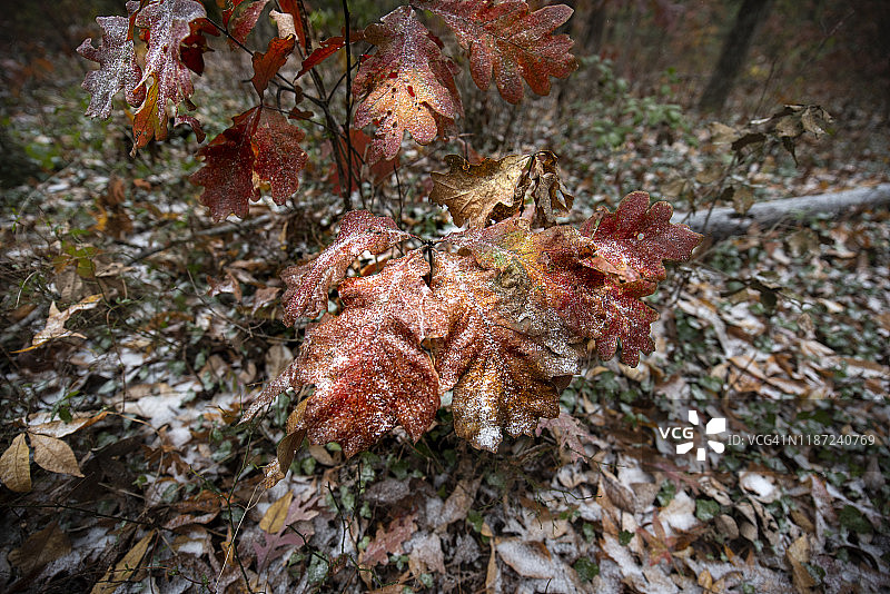 秋季HDR黄橙色图片素材