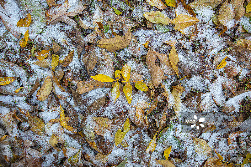 秋季HDR黄橙色图片素材