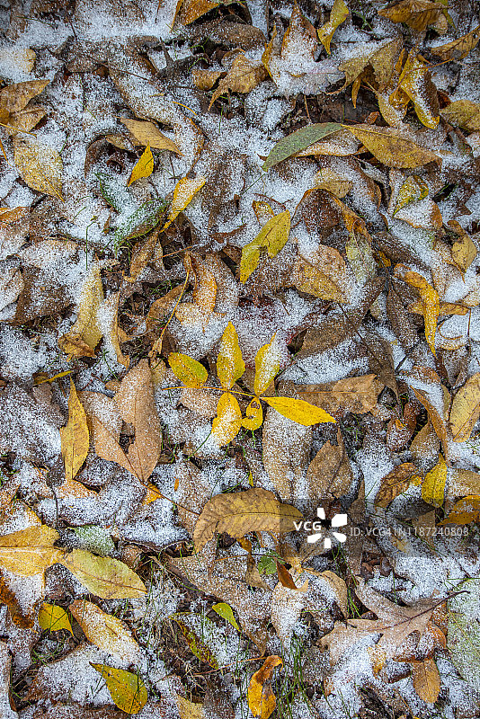 秋季HDR黄橙色图片素材