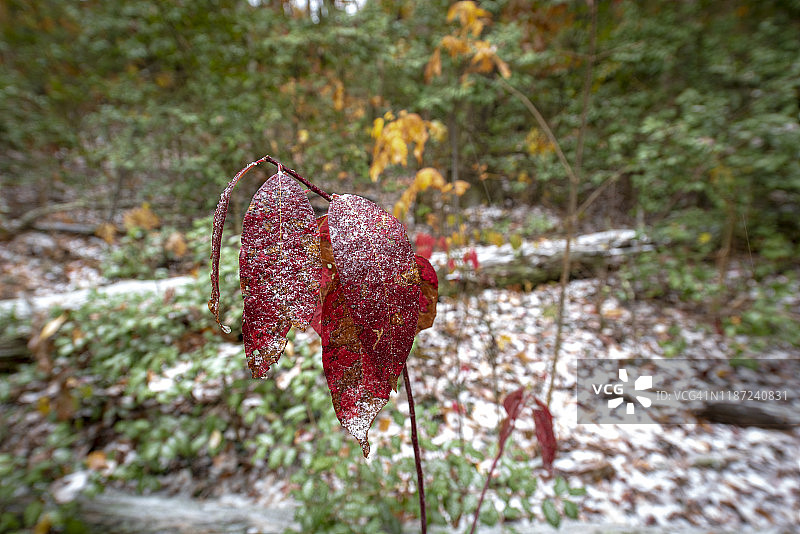秋季HDR黄橙色图片素材