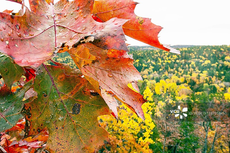 布罗克韦山秋叶图片素材
