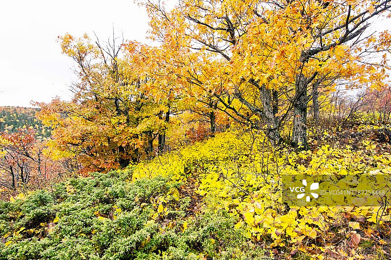 布罗克韦山秋叶图片素材