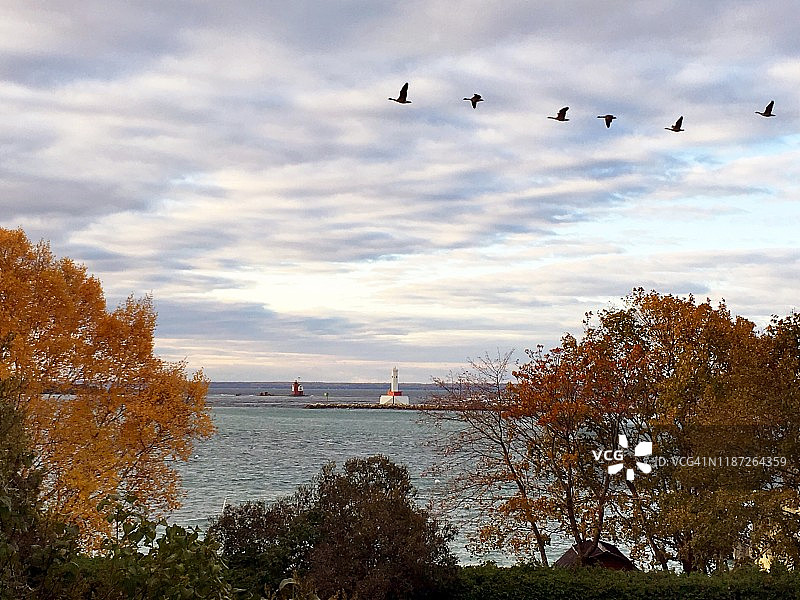 麦基诺岛海岸飞翔的鹅群图片素材