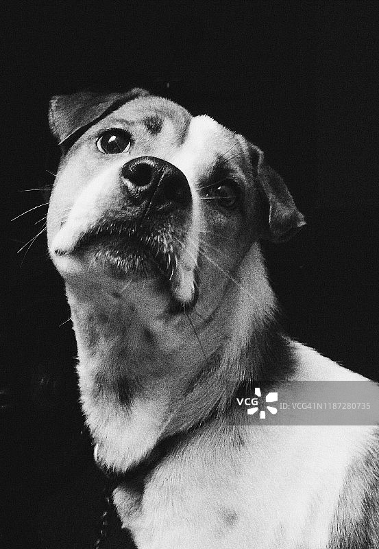 狗狗肖像照图片素材