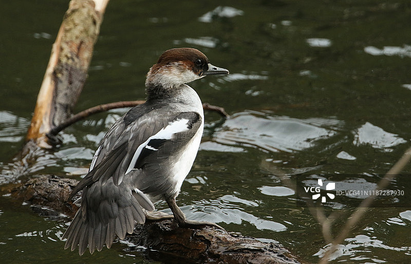 栖息在湖边树枝上的红头白秋沙鸭图片素材