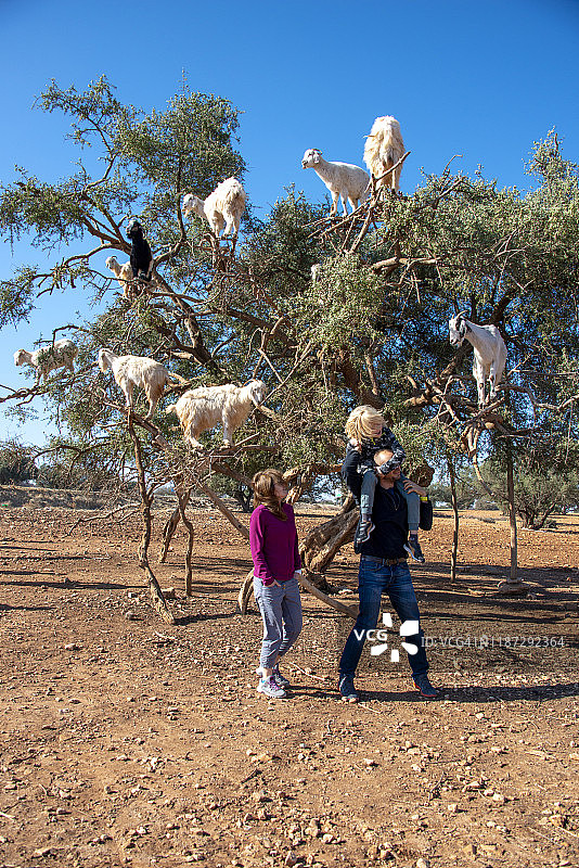 快乐家庭在摩洛哥索维拉的阿甘树上与山羊玩耍图片素材