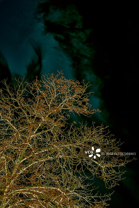 树在秋天图片素材