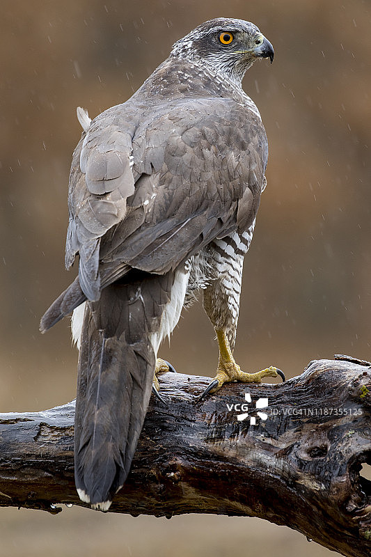 苍鹰栖息在树枝上，西班牙图片素材