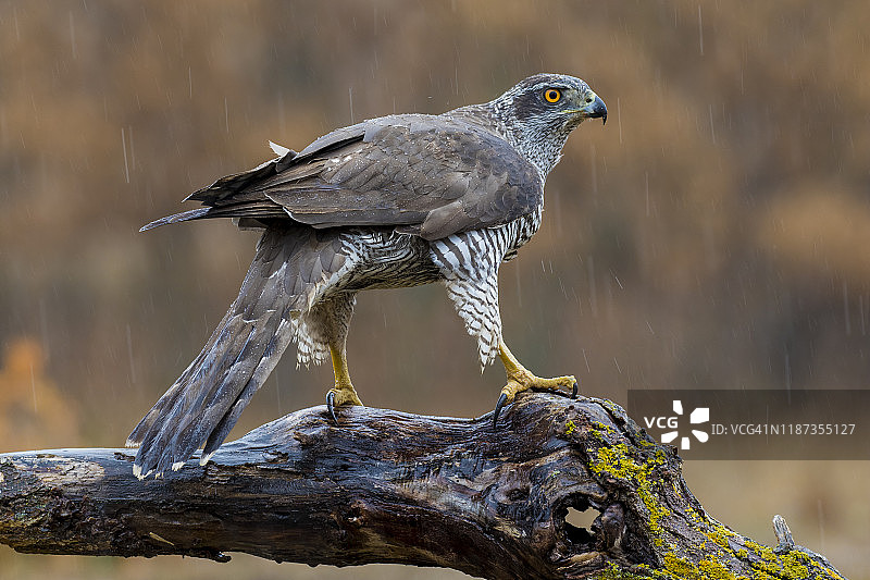 苍鹰栖息在树枝上，西班牙图片素材