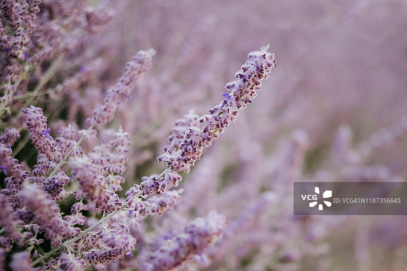 薰衣草图片素材