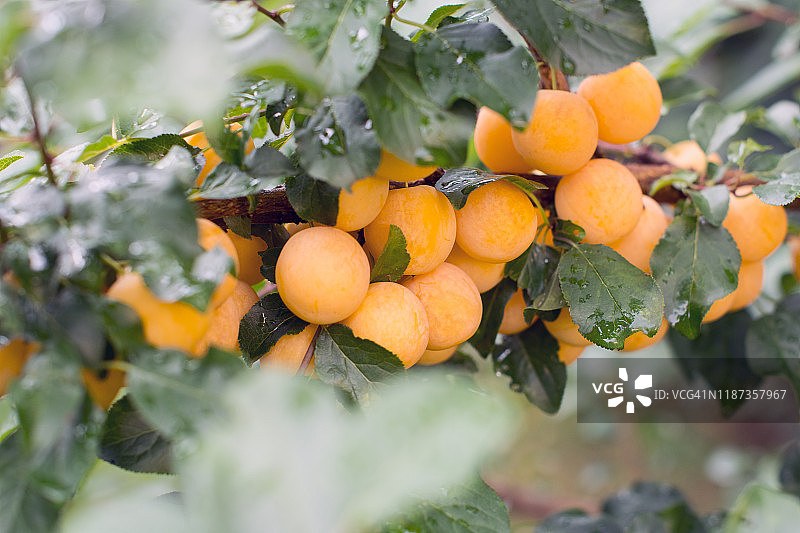 阳光下树枝上成熟的黄色欧洲李图片素材