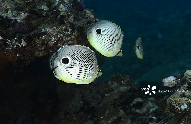 四眼蝶鱼图片素材